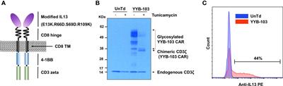 Chimeric Antigen Receptor T Cells With Modified Interleukin-13 Preferentially Recognize IL13Rα2 and Suppress Malignant Glioma: A Preclinical Study